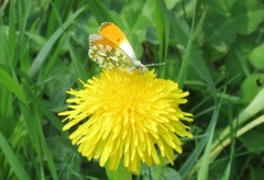 Aurorasommerfugl (Anthocharis cardamines)