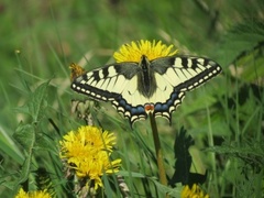 Svalestjert (Papilio machaon)