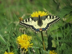 Svalestjert (Papilio machaon)