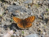 Marimjellerutevinge (Melitaea athalia)