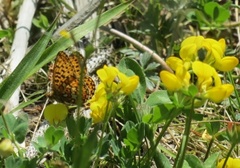 Rødflekket perlemorvinge (Boloria euphrosyne)