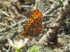 Rødflekket perlemorvinge (Boloria euphrosyne)