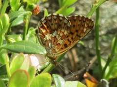 Rødflekket perlemorvinge (Boloria euphrosyne)