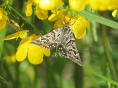 Grått slåttefly (Callistege mi)