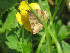 Brunt slåttefly (Euclidia glyphica)