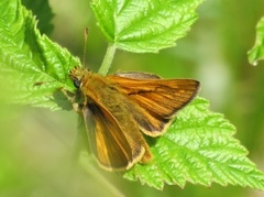 Engsmyger (Ochlodes sylvanus)