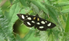 Gullrisengmott (Anania funebris)