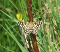 Rutemåler (Chiasmia clathrata)