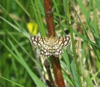 Rutemåler (Semiothisa clathrata)