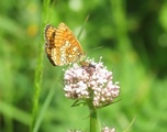 Marimjellerutevinge (Melitaea athalia)