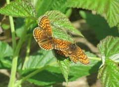 Marimjellerutevinge (Melitaea athalia)