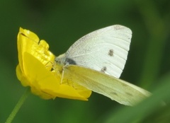 Liten kålsommerfugl (Pieris rapae)