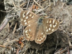 Skogringvinge (Pararge aegeria)