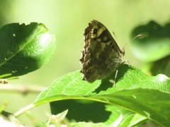 Skogringvinge (Pararge aegeria)