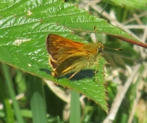 Engsmyger (Ochlodes sylvanus)