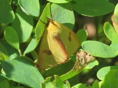 Rødfrynset bjørnespinner (Diacrisia sannio)