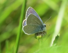 Engblåvinge (Cyaniris semiargus)