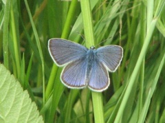 Engblåvinge (Cyaniris semiargus)