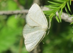 Gul sankthansmåler (Cabera exanthemata)