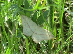 Grå syremåler (Timandra griseata)