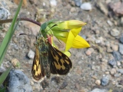 Svartflekksmyger (Carterocephalus silvicola)