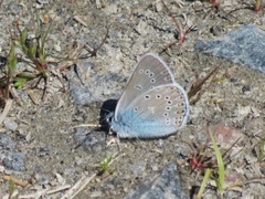 Sølvblåvinge (Polyommatus amandus)