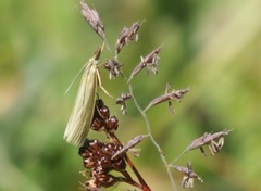 Blek nebbmott (Agriphila straminella)