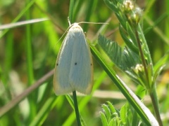 Toprikket lavspinner (Cybosia mesomella)