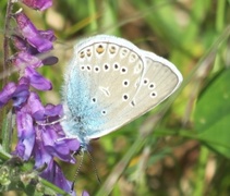 Sølvblåvinge (Polyommatus amandus)