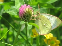 Myrgulvinge (Colias palaeno)