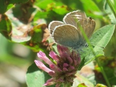 Engblåvinge (Cyaniris semiargus)