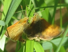 Engsmyger (Ochlodes sylvanus)