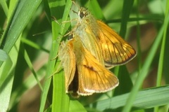 Engsmyger (Ochlodes sylvanus)