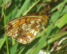 Brunflekket perlemorvinge (Boloria selene)