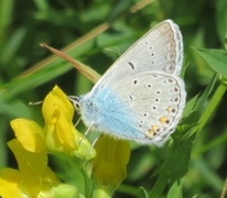 Sølvblåvinge (Polyommatus amandus)