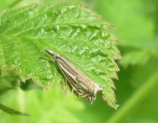 Smalstreknebbmott (Crambus lathoniellus)