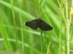 Sotmåler (Odezia atrata)