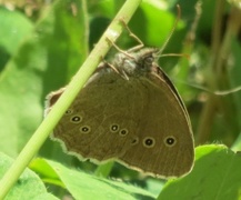 Gullringvinge (Aphantopus hyperantus)