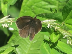 Gullringvinge (Aphantopus hyperantus)