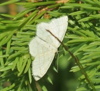 Gul sankthansmåler (Cabera exanthemata)