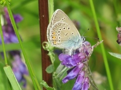 Sølvblåvinge (Polyommatus amandus)