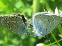 Sølvblåvinge (Polyommatus amandus)