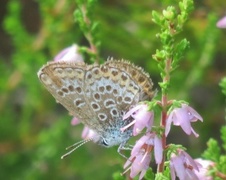 Idasblåvinge (Plebejus idas)