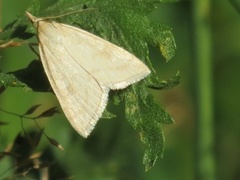 Blek engmott (Udea lutealis)