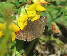 Tiriltungesmyger (Erynnis tages)