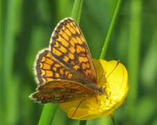 Marimjellerutevinge (Melitaea athalia)