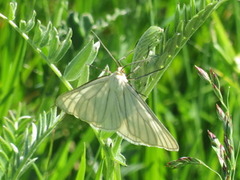 Ribbemåler (Siona lineata)