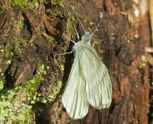 Skoghvitvinge (Leptidea sinapis)