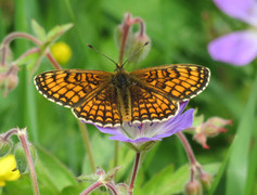 Marimjellerutevinge (Melitaea athalia)