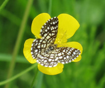 Rutemåler (Semiothisa clathrata)